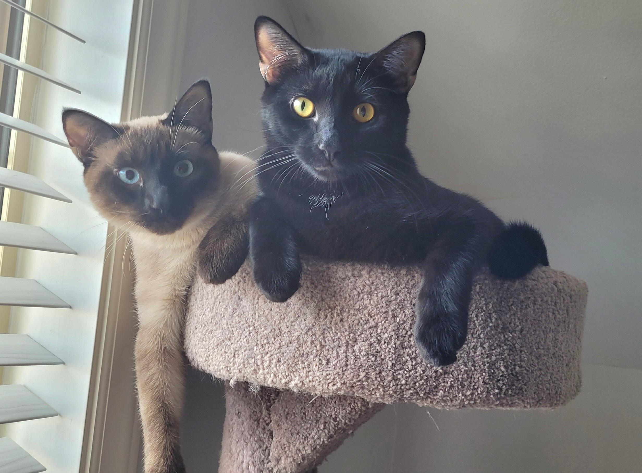 Enlarge Disco & Flame, a ADOPTABLE mixed breed in Murfreesboro, TN image 1/6