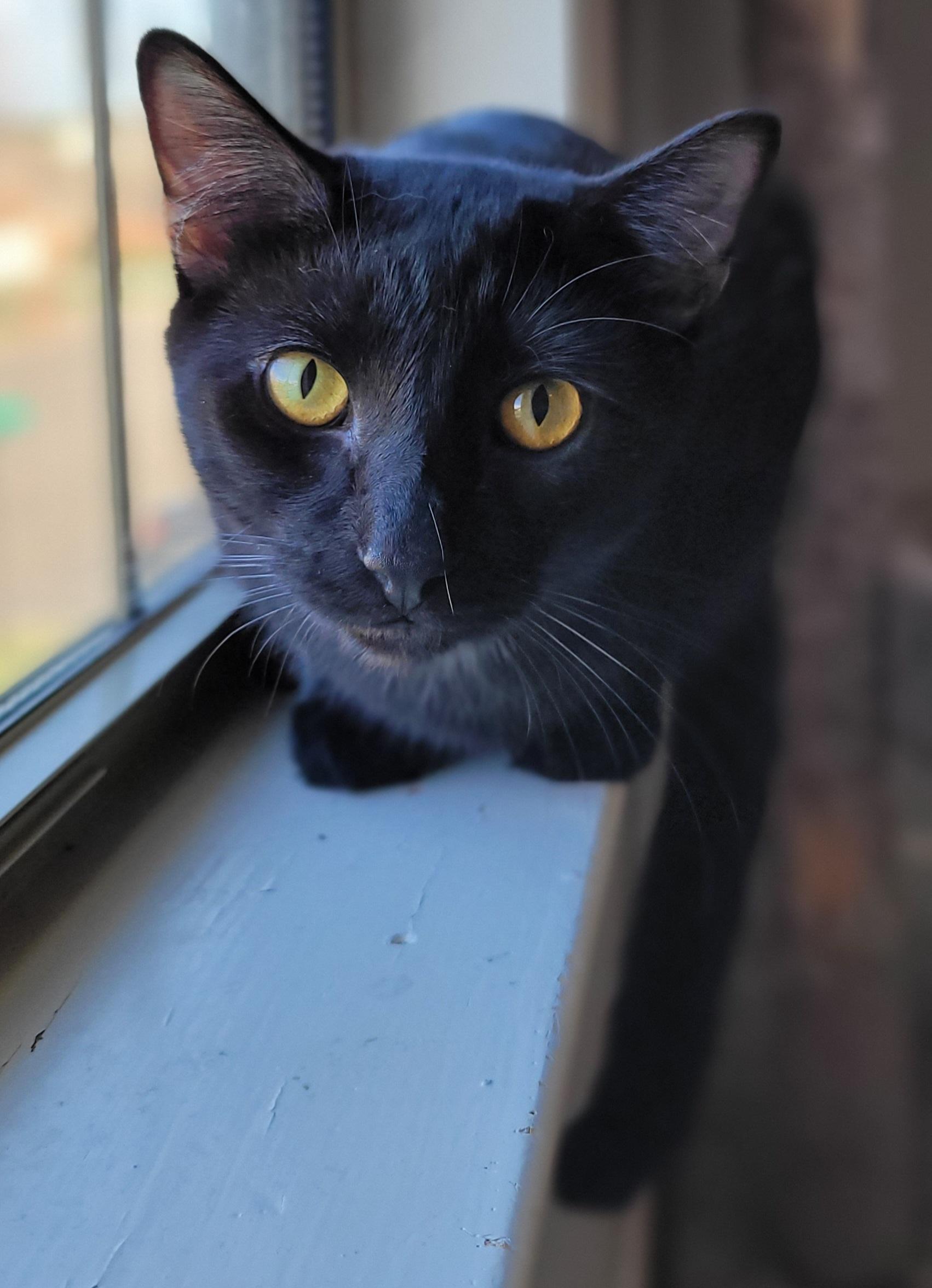 Enlarge Disco & Flame, a ADOPTABLE mixed breed in Murfreesboro, TN image 3/6