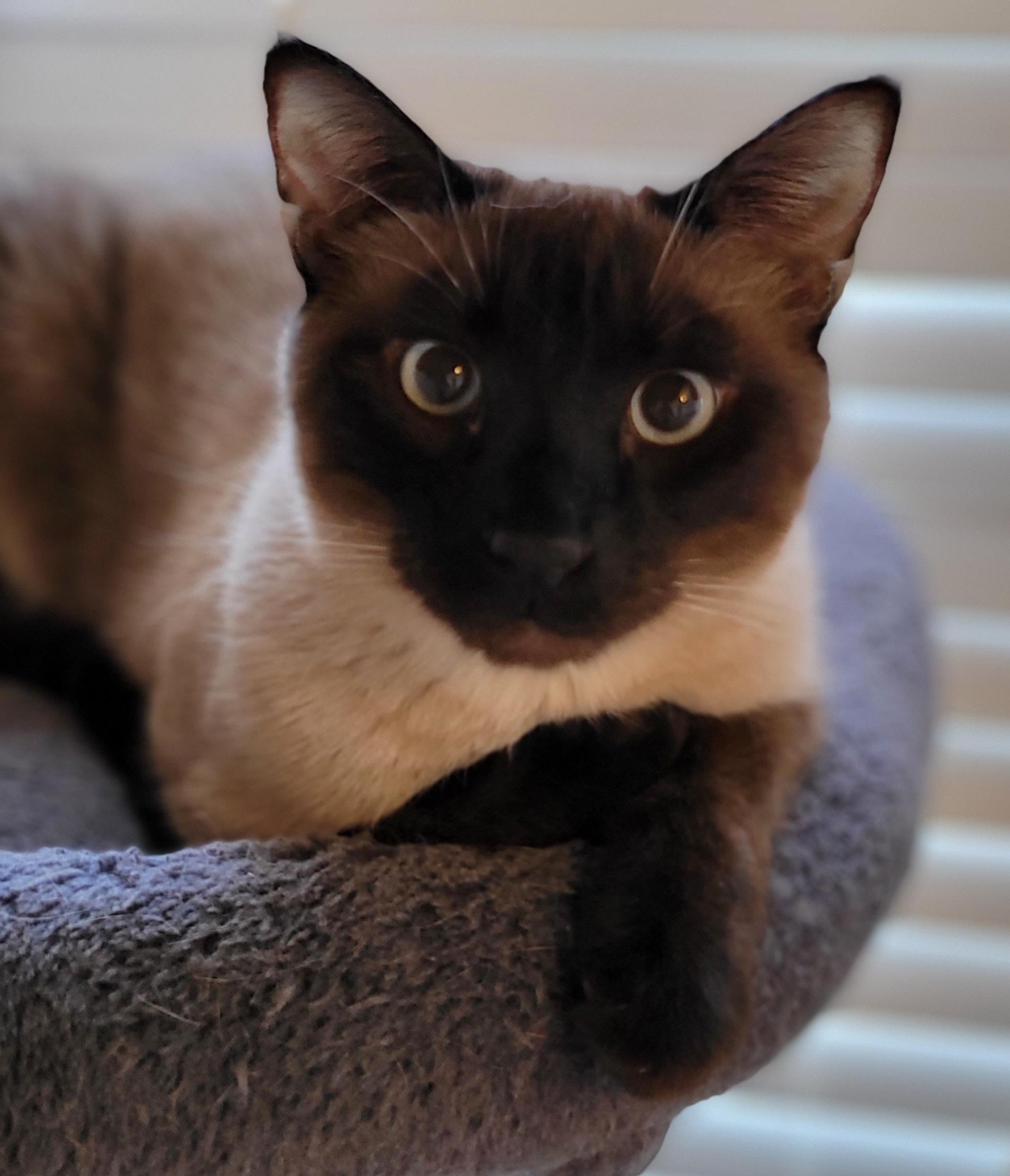 Enlarge Disco & Flame, a ADOPTABLE mixed breed in Murfreesboro, TN image 2/6