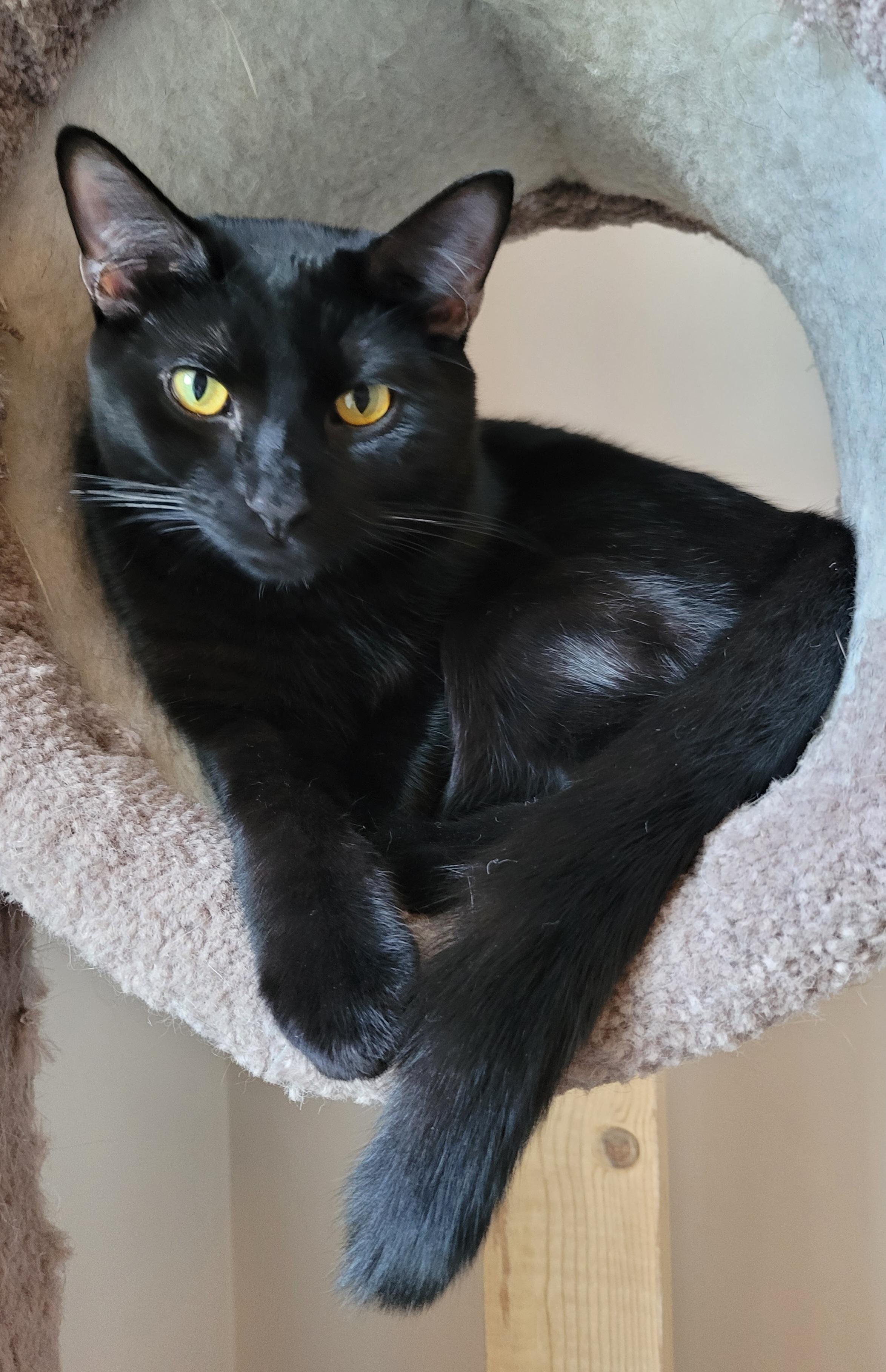 Enlarge Disco & Flame, a ADOPTABLE mixed breed in Murfreesboro, TN image 6/6