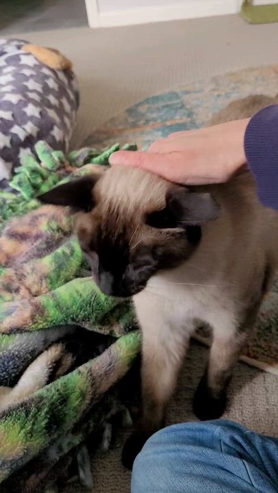 Enlarge Disco & Flame, a ADOPTABLE mixed breed in Murfreesboro, TN video 2/3