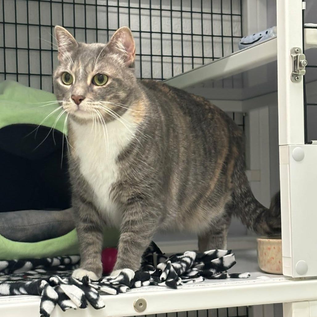 Peppermint (Mouse), Adoptable, Adult Female Domestic Short Hair.