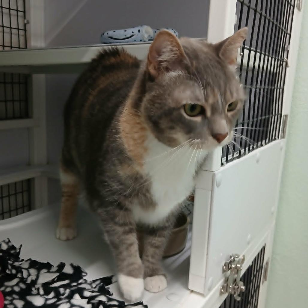 Enlarge Peppermint (Mouse), a Adoptable Domestic Short Hair in Las Cruces, NM image 2/6