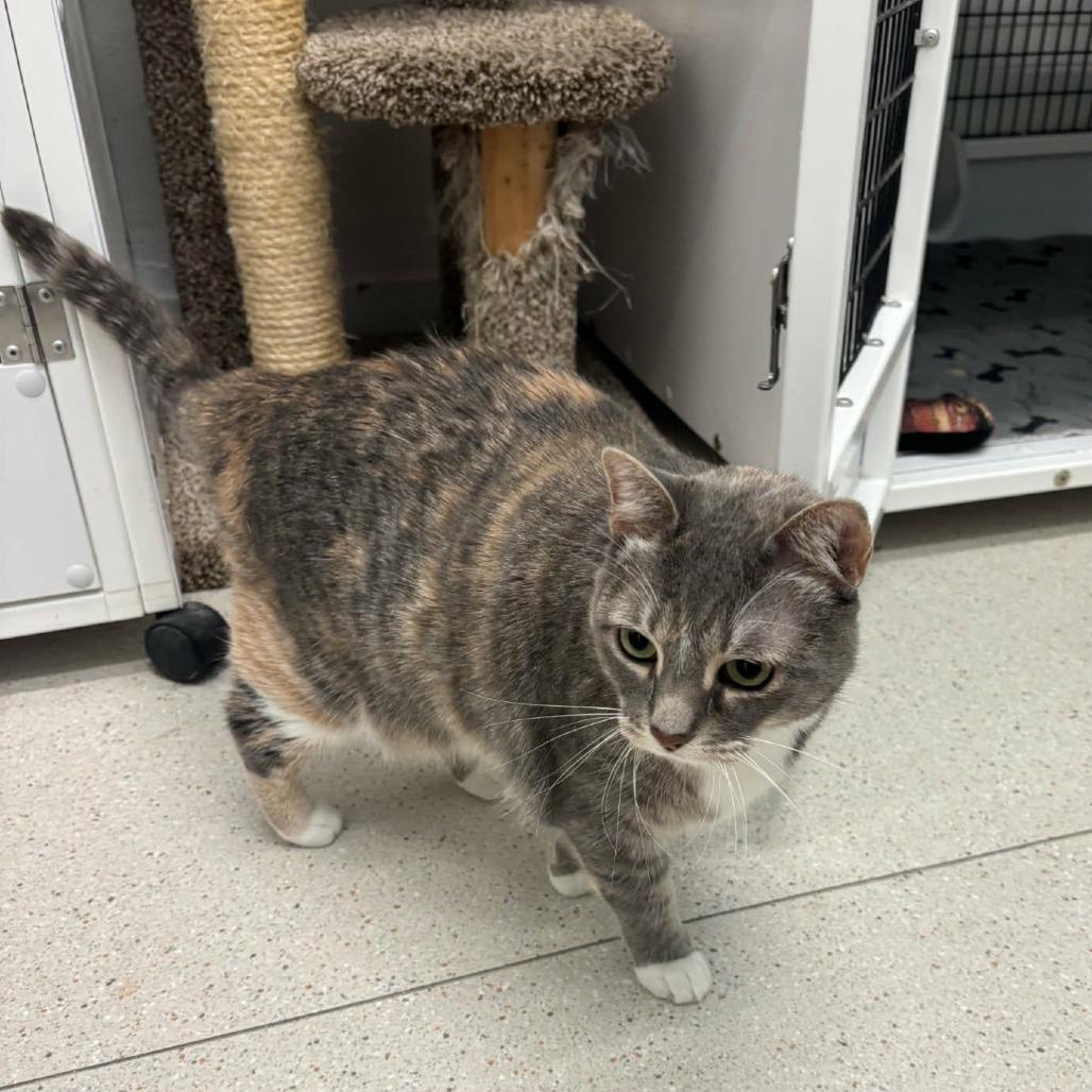 Enlarge Peppermint (Mouse), a Adoptable Domestic Short Hair in Las Cruces, NM image 3/6