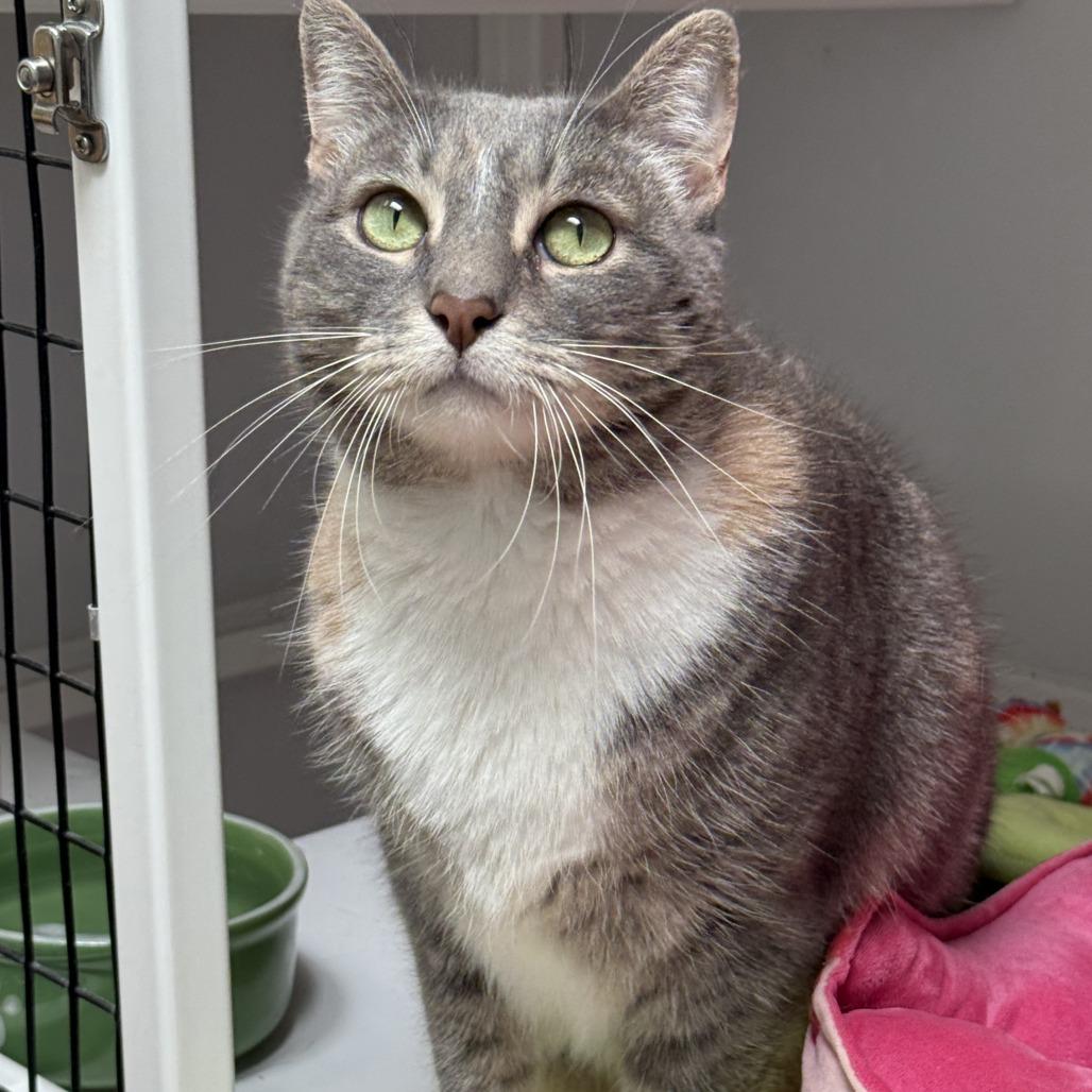 Enlarge Peppermint (Mouse), a Adoptable Domestic Short Hair in Las Cruces, NM image 4/6