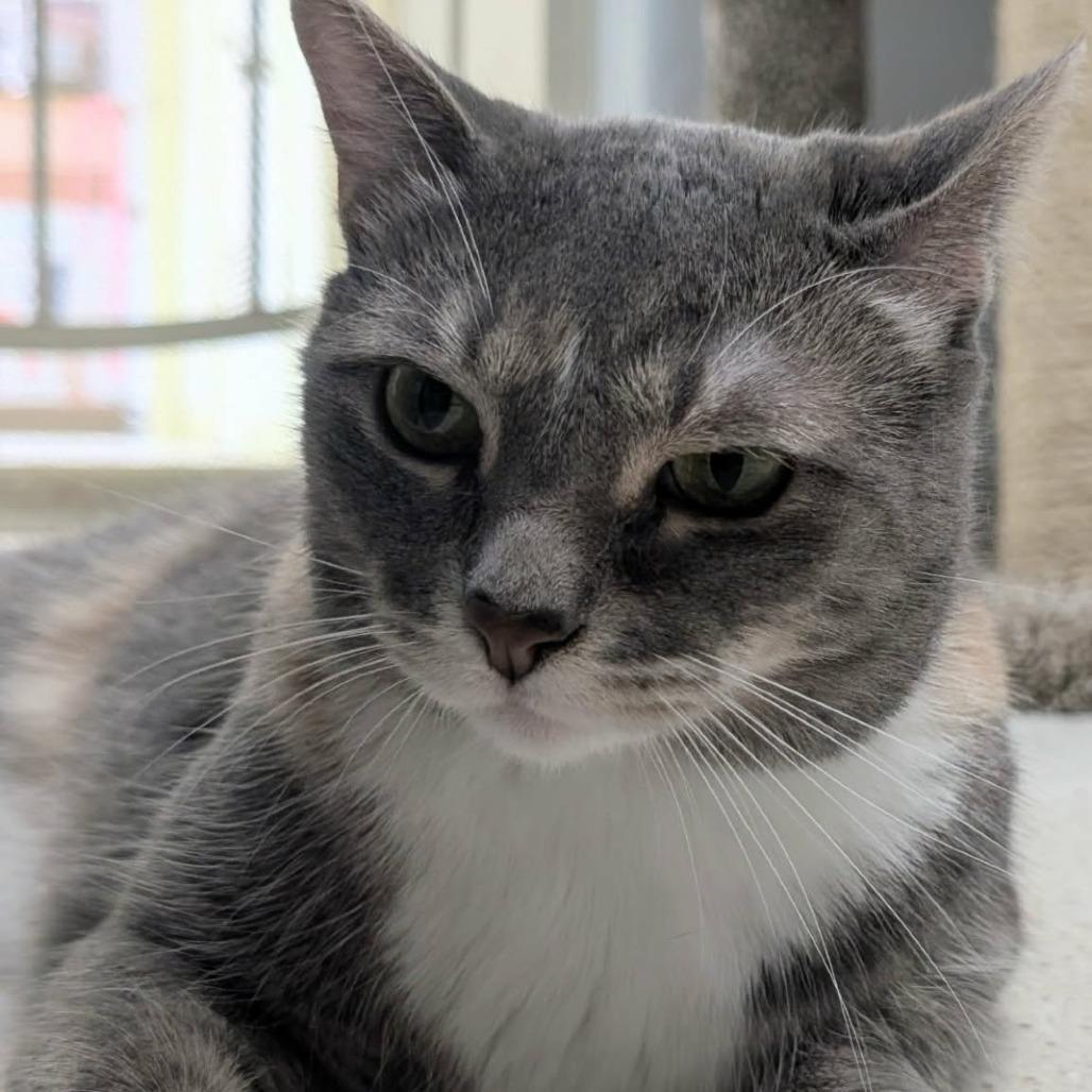 Enlarge Peppermint (Mouse), a Adoptable Domestic Short Hair in Las Cruces, NM image 5/6