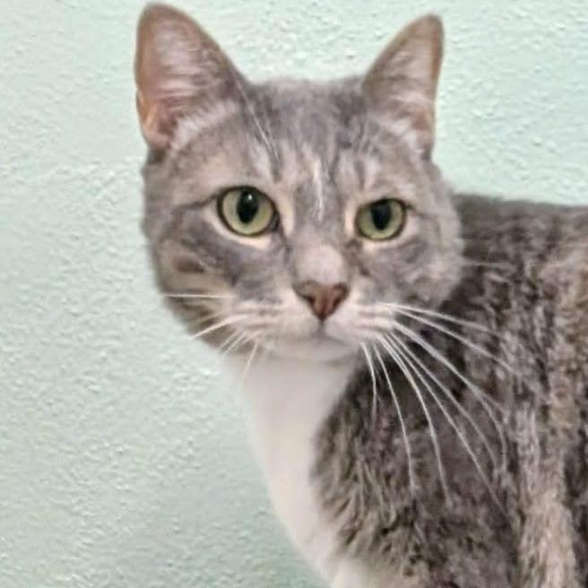 Enlarge Peppermint (Mouse), a Adoptable Domestic Short Hair in Las Cruces, NM image 6/6
