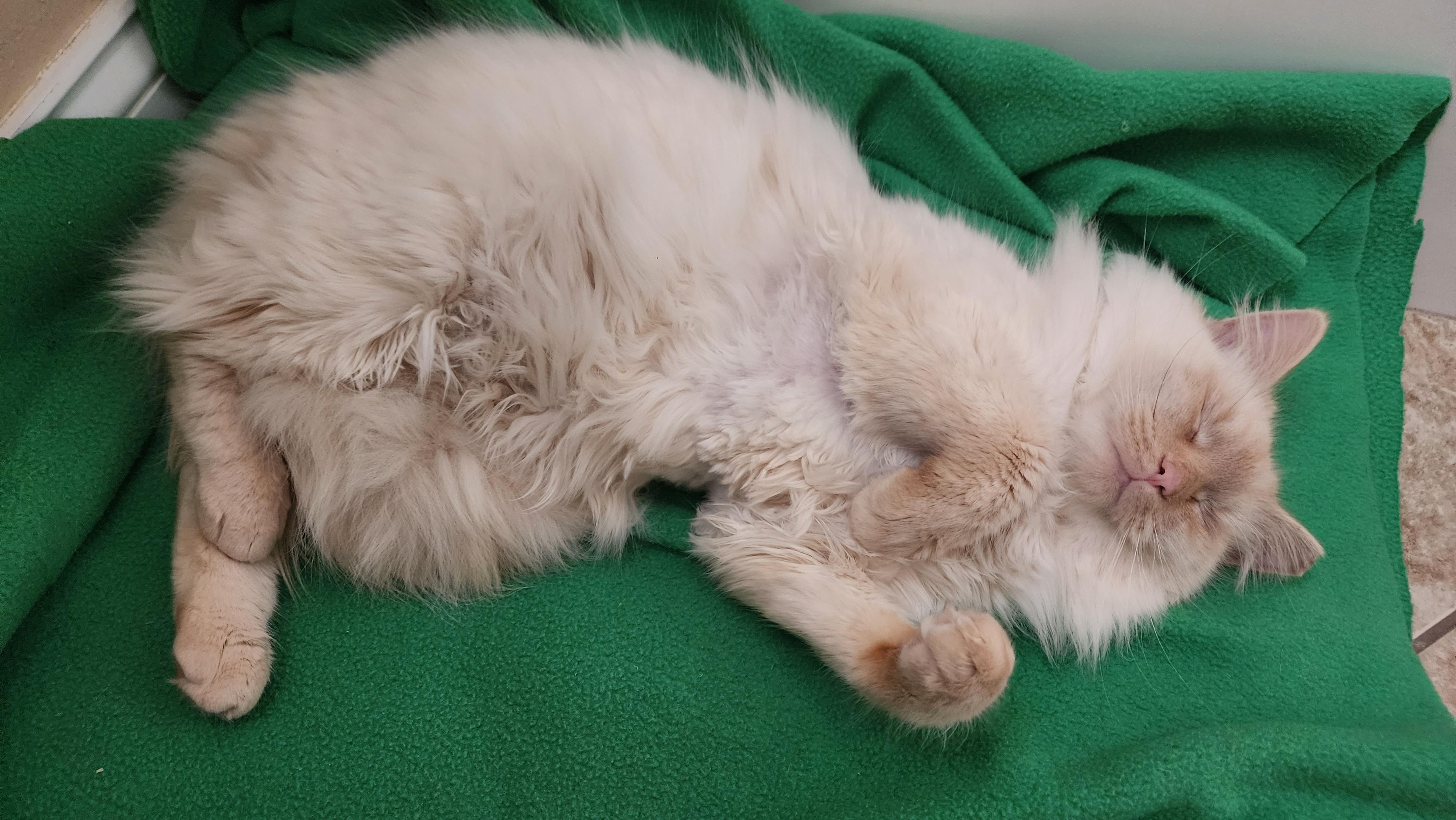 Enlarge Pumpkin, an adopted mixed breed in Maryville, TN image 3/3