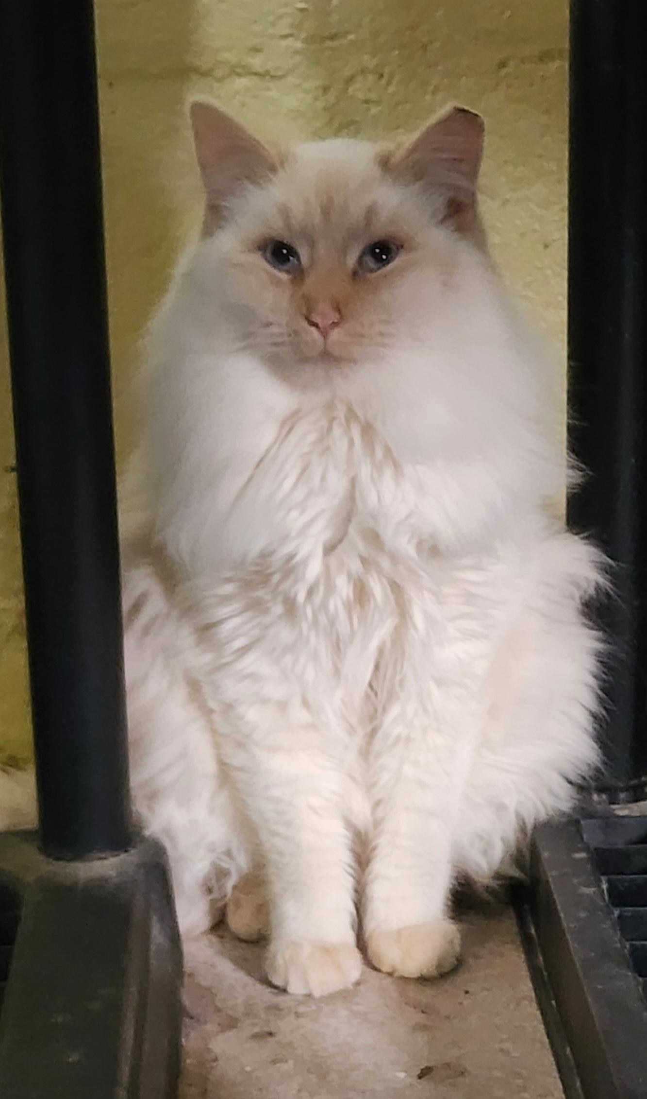 Enlarge Pumpkin, an adopted mixed breed in Maryville, TN image 2/3