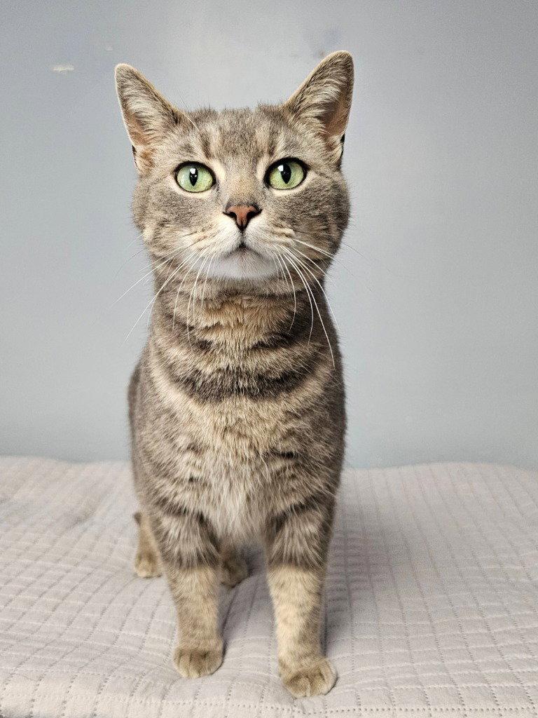 Enlarge Echo, a Adoptable Tabby in Lovingston, VA image 1/3