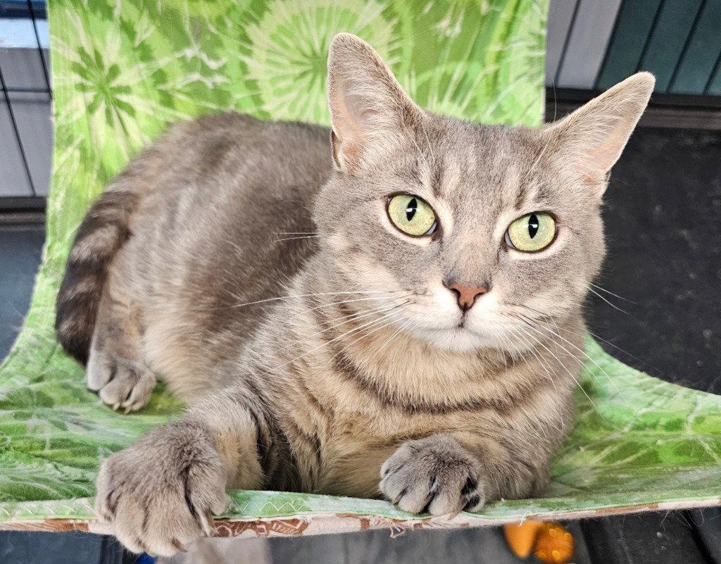 Echo, Adoptable, Adult Female Tabby.