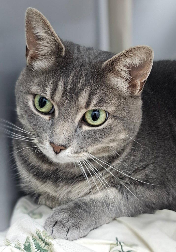 Enlarge Echo, a Adoptable Tabby in Lovingston, VA image 2/3