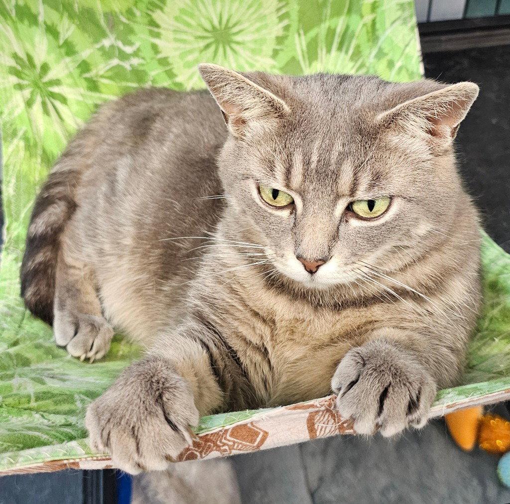 Echo, a Adoptable Tabby in Lovingston, VA image 3/3