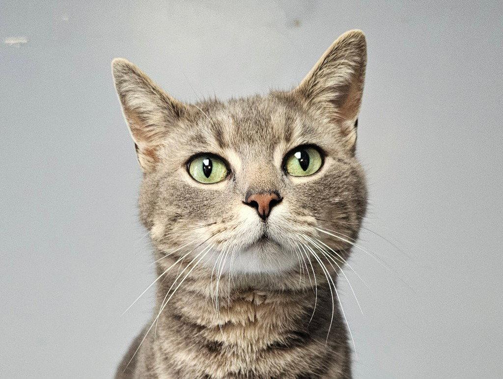 Enlarge Echo, a Adoptable Domestic Short Hair in Lovingston, VA image 3/3
