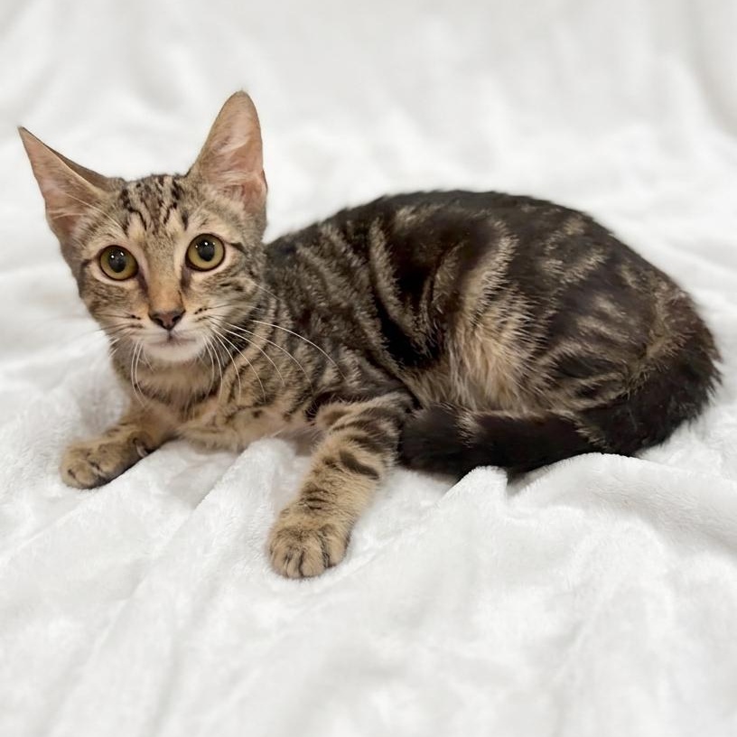 Champ, Adoptable, Kitten Male Domestic Short Hair.