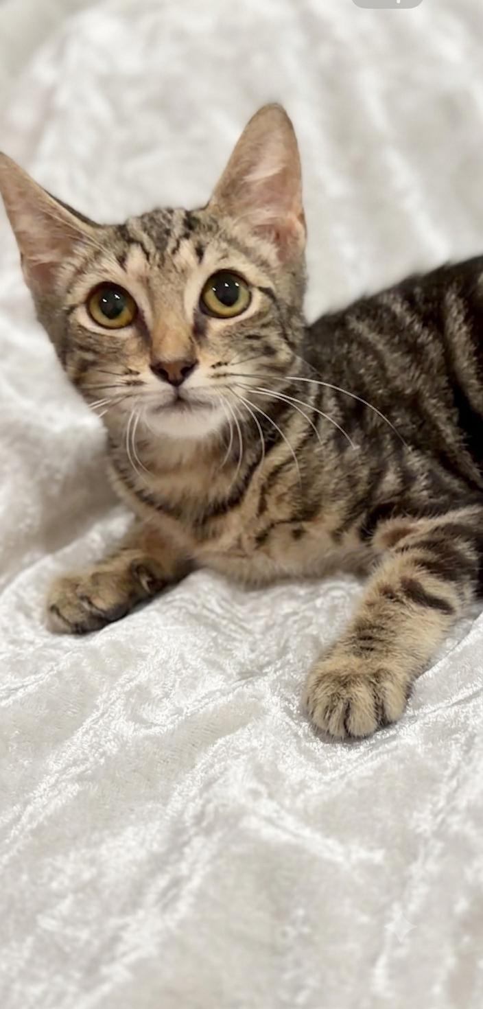 Enlarge Champ, a Adoptable Domestic Short Hair in Worcester, MA image 4/4