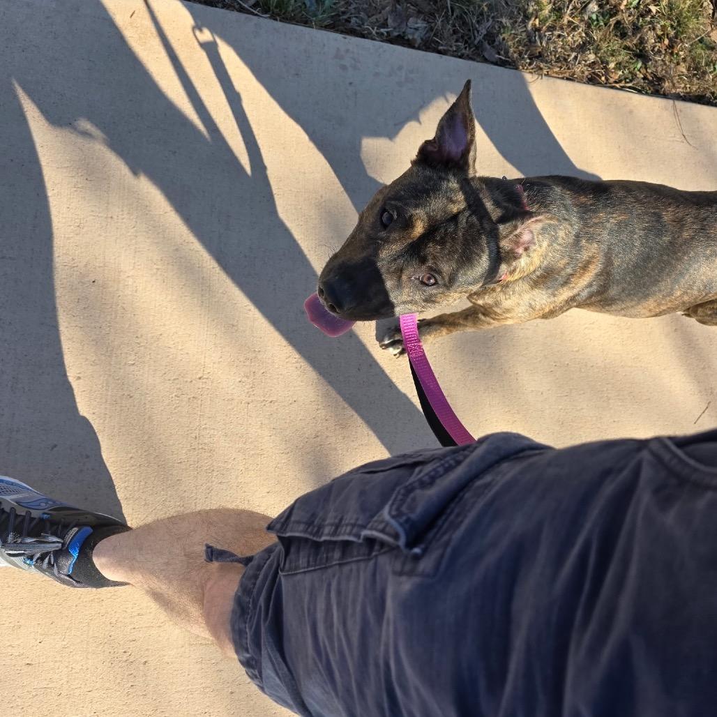 TJ, Adoptable, Adult Female Pit Bull Terrier.