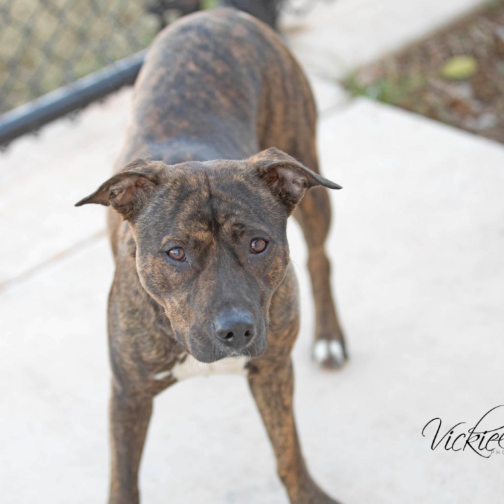 TJ, Adoptable, Adult Female Pit Bull Terrier.