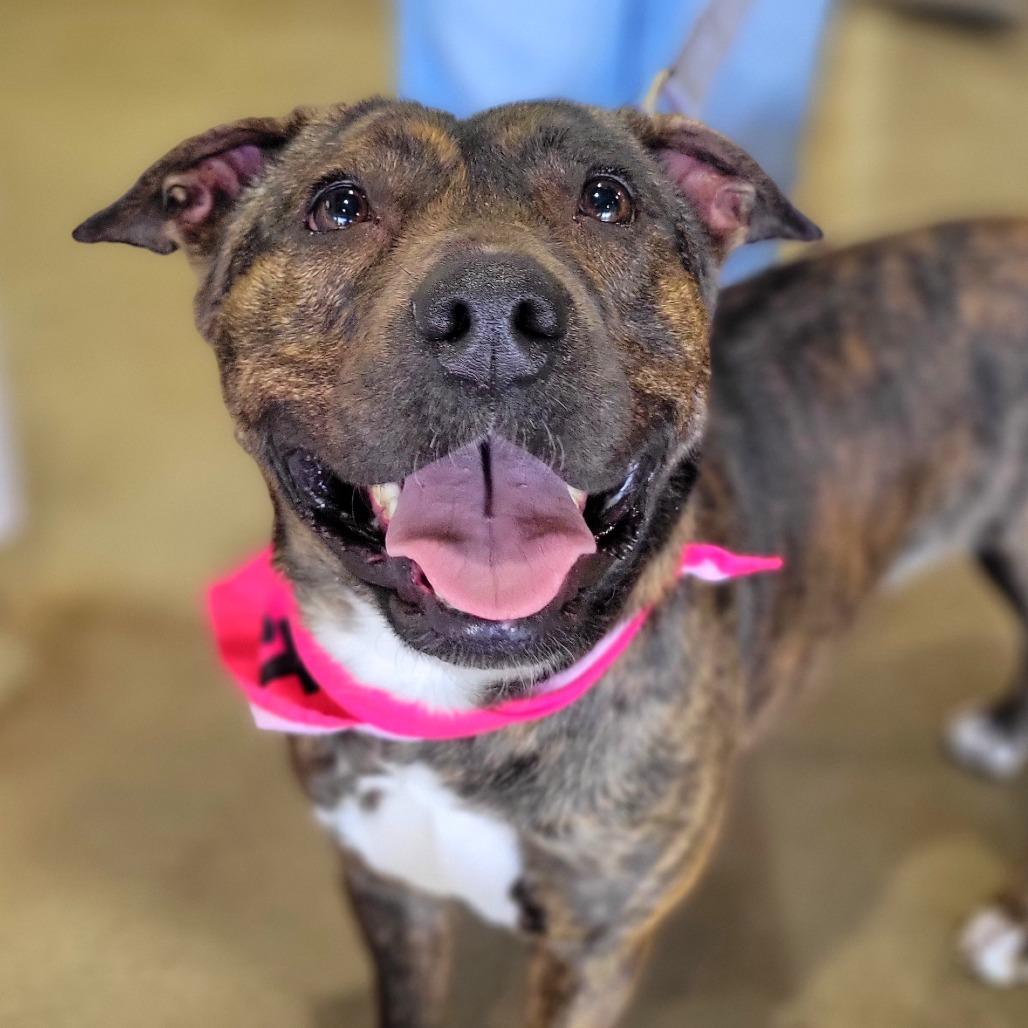 Enlarge TJ, a Adoptable Pit Bull Terrier in Abilene, TX image 4/6