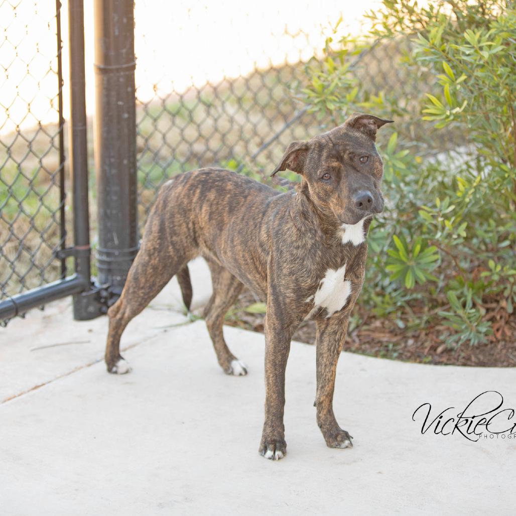 Enlarge TJ, a Adoptable Pit Bull Terrier in Abilene, TX image 2/3