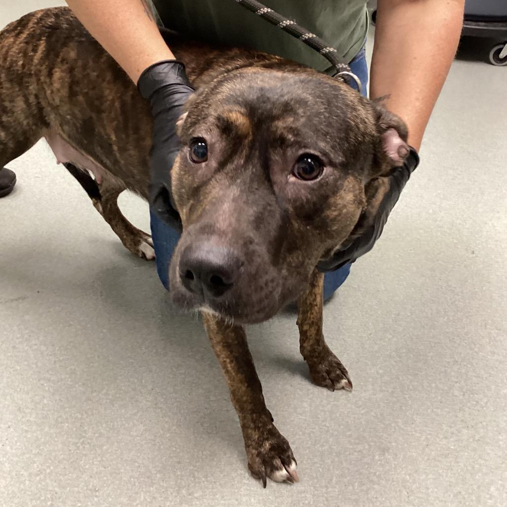 Enlarge TJ, a Adoptable Pit Bull Terrier in Abilene, TX image 3/3