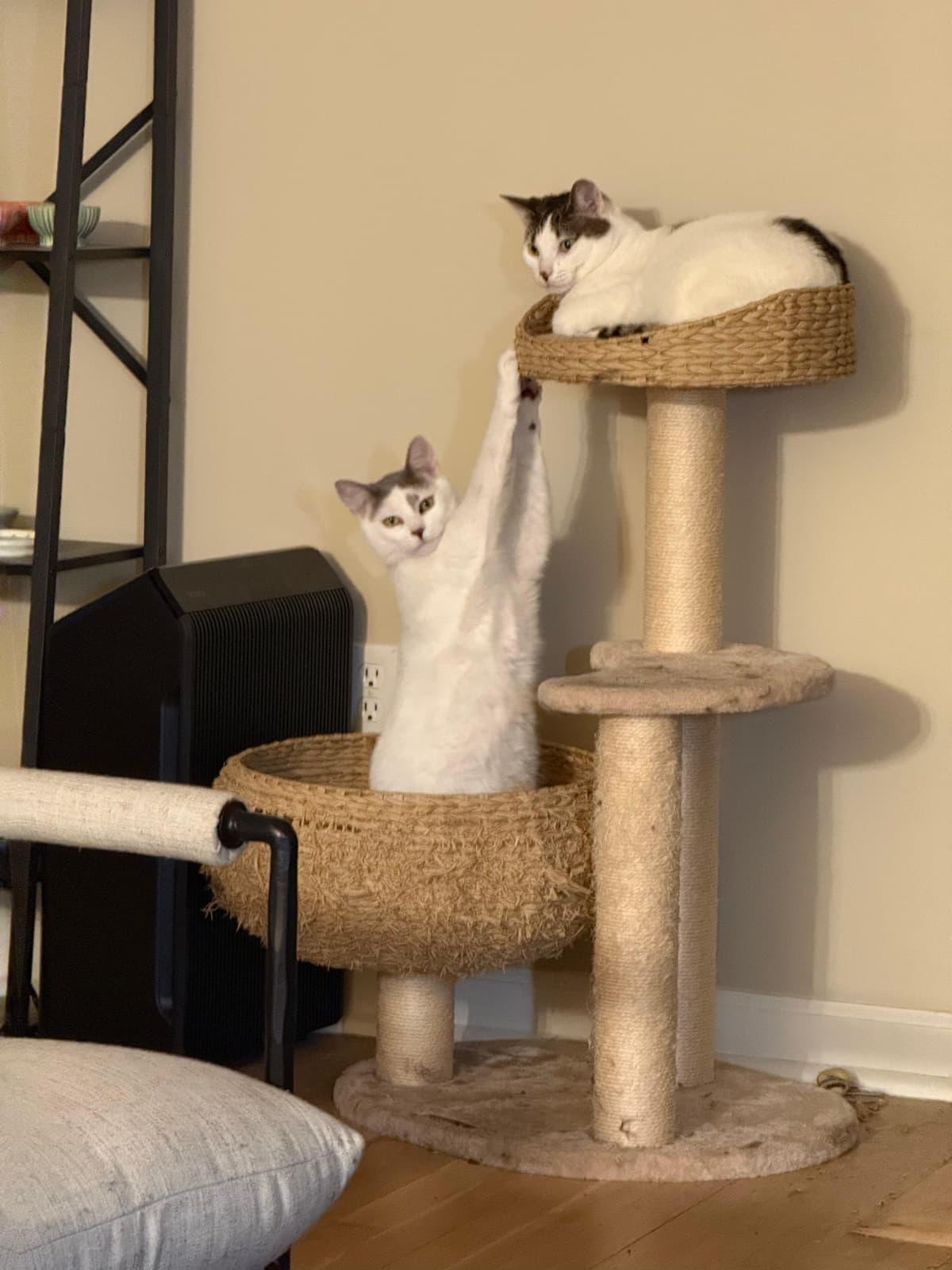 Tiny and Ivory - Bonded Pair Saved from Death Row, Adoptable, Young Male Turkish Van & American Shorthair.