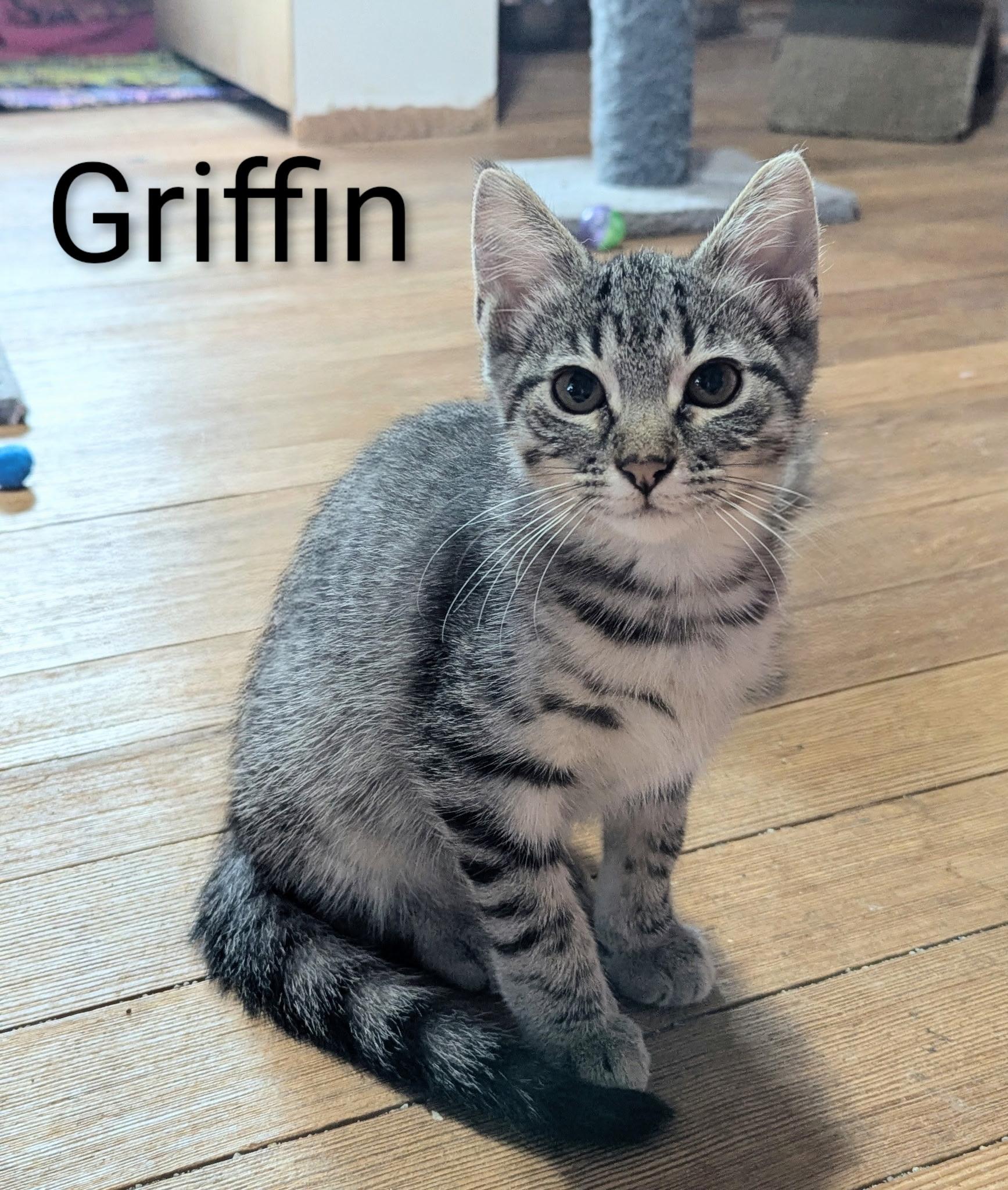 GRIFFIN, Adoptable, Kitten Male Tabby & Domestic Short Hair.