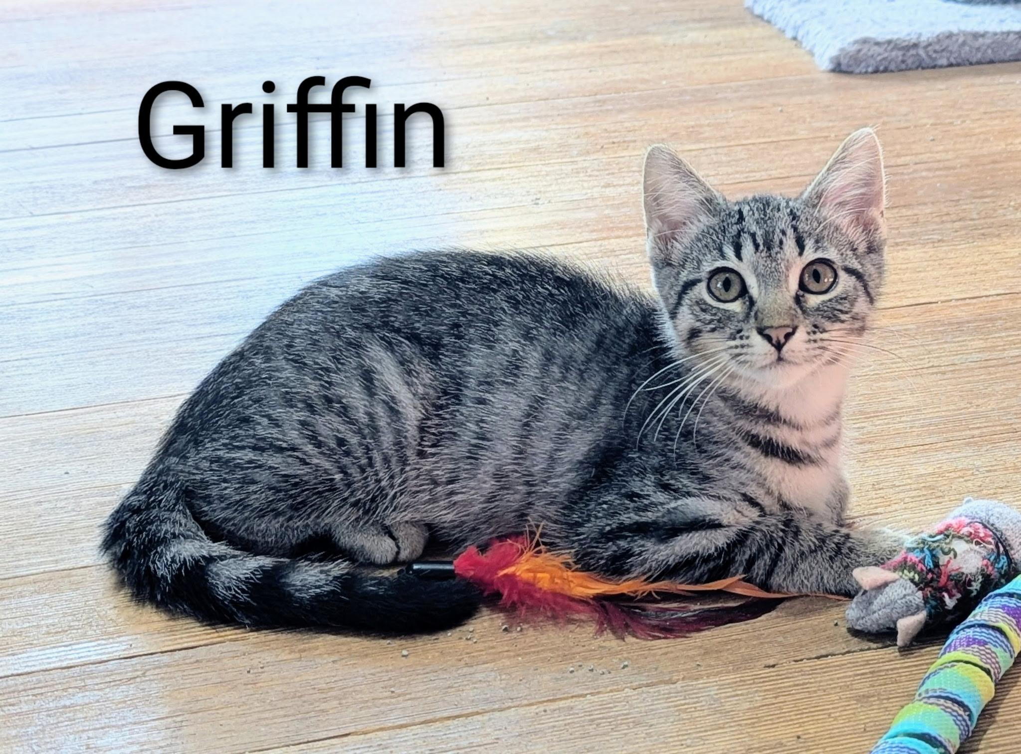 GRIFFIN, adopted, Kitten Male Tabby & Domestic Short Hair.