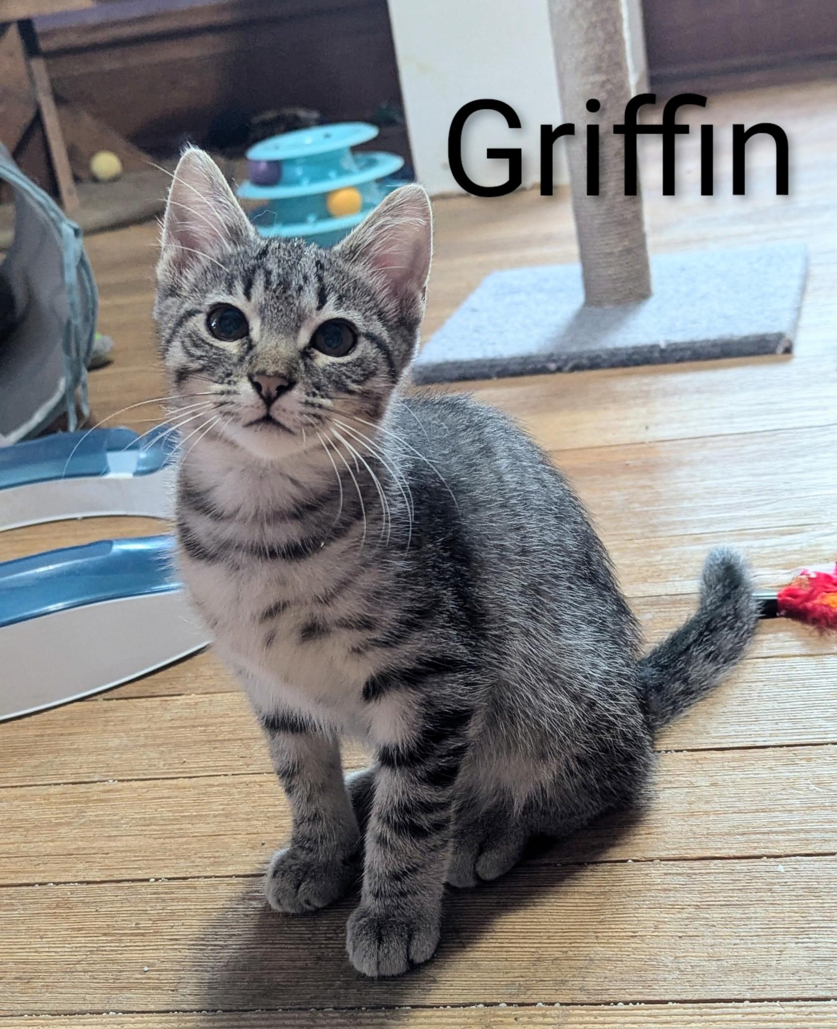 GRIFFIN