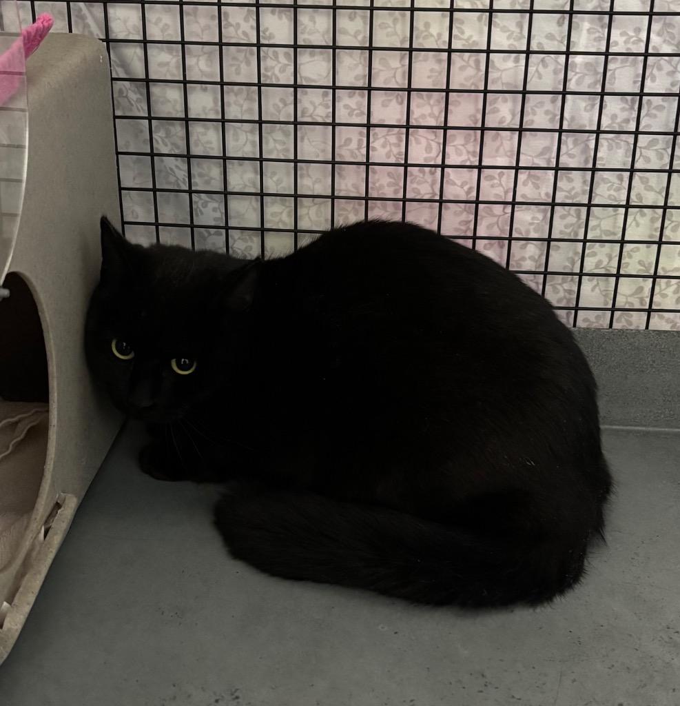Barn Shadow, Adoptable, Adult Female Domestic Short Hair.