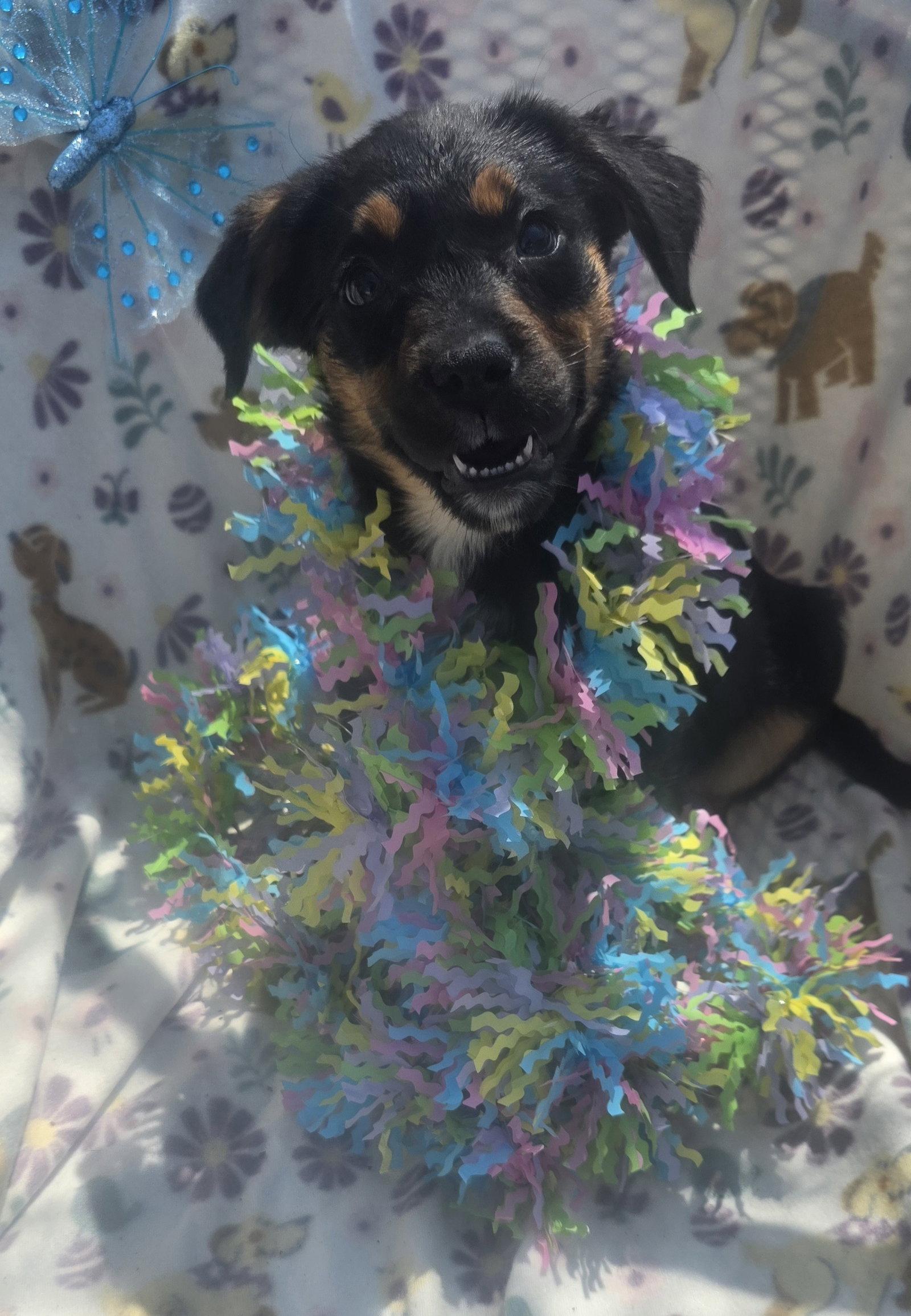 Enlarge Gingerbread, a Adoptable mixed breed in Elgin, IL image 1/3