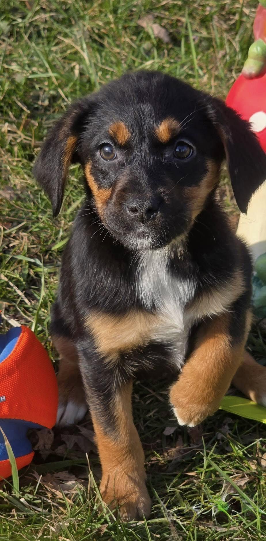 Enlarge Gingerbread, a Adoptable mixed breed in Elgin, IL image 2/3