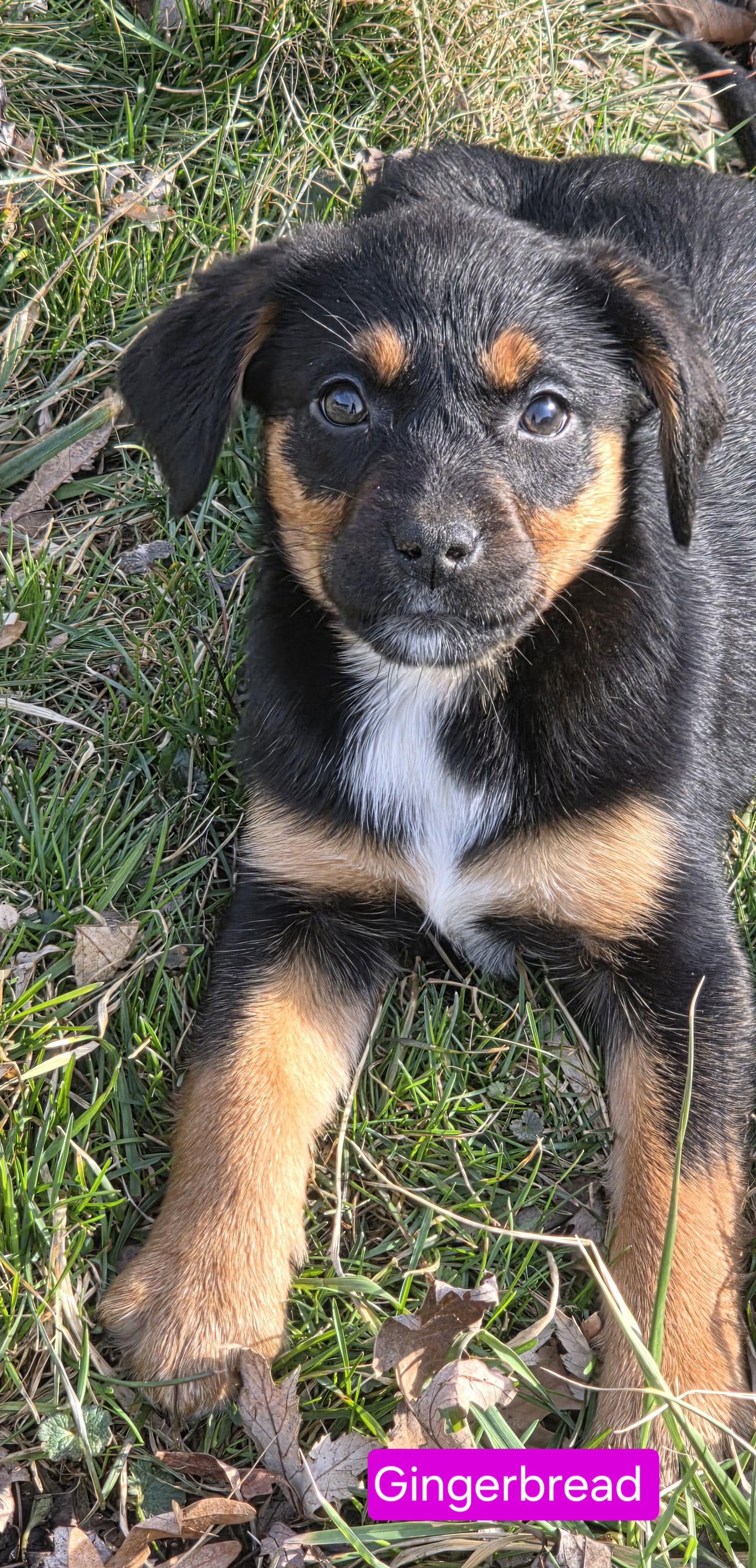 Enlarge Gingerbread, a Adoptable mixed breed in Elgin, IL image 3/3