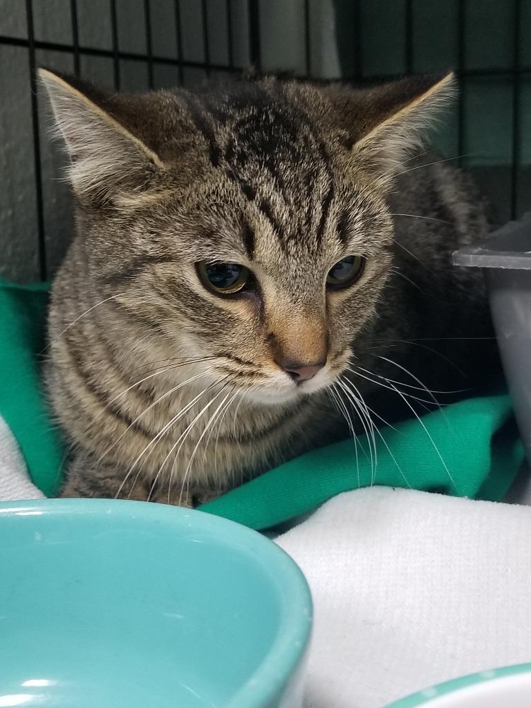 Sienna, Adoptable, Adult Female Domestic Short Hair.