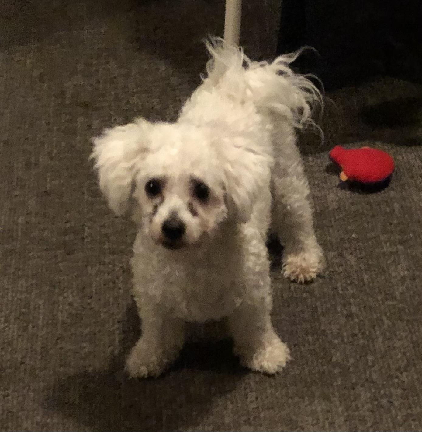 Rocky #549, Adoptable, Adult Male Bichon Frise.