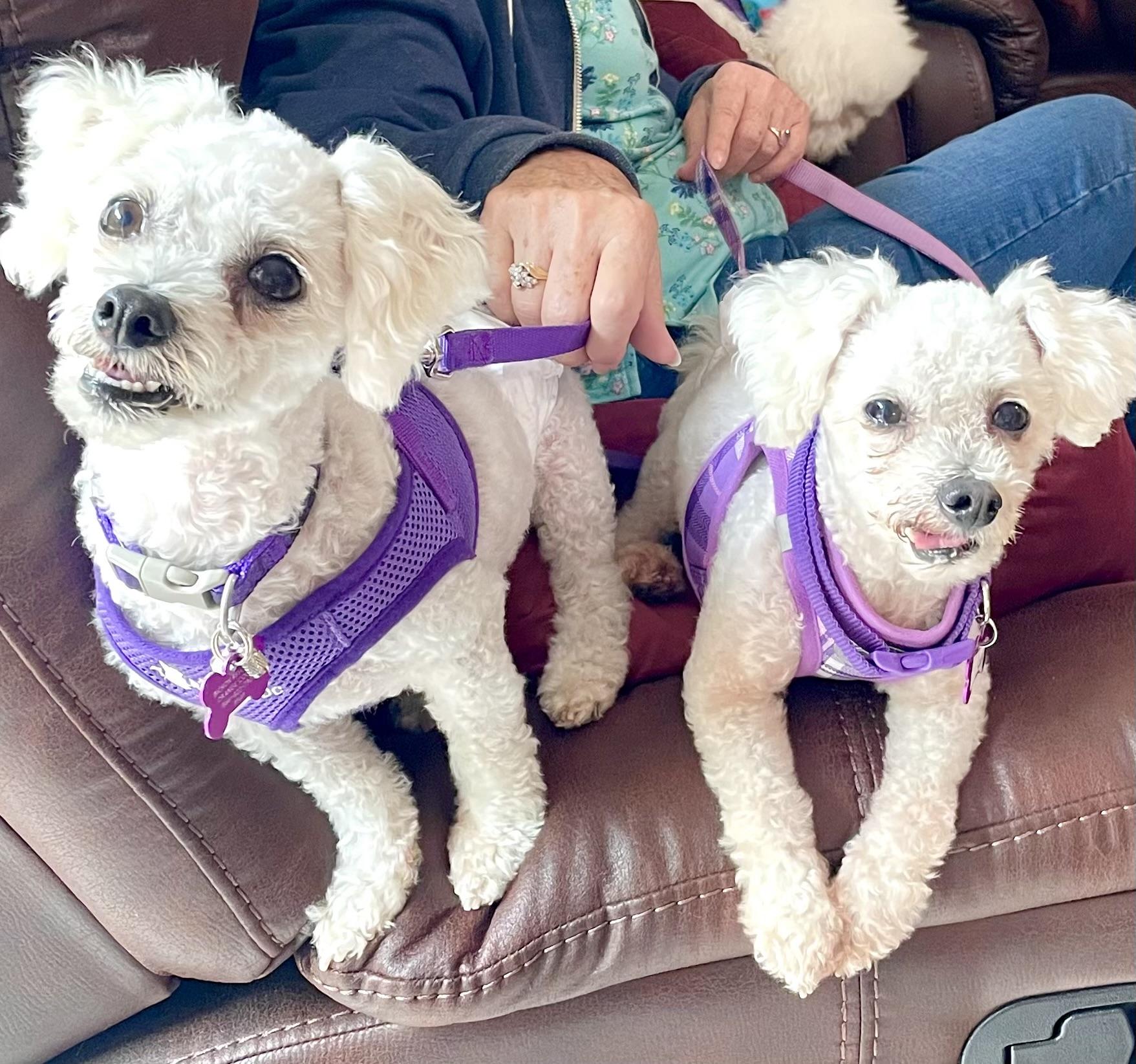 Enlarge Rocky #549, a Adopted Bichon Frise in Placentia, CA image 2/6