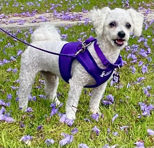 Enlarge Rocky #549, a Adopted Bichon Frise in Placentia, CA image 3/6
