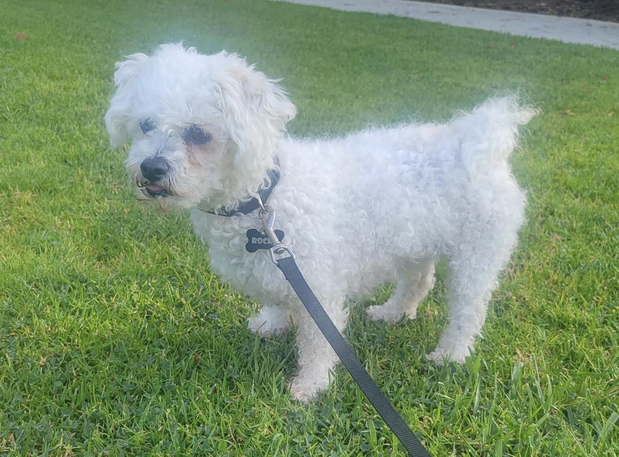 Enlarge Rocky #549, a Adoptable Bichon Frise in Placentia, CA image 2/2