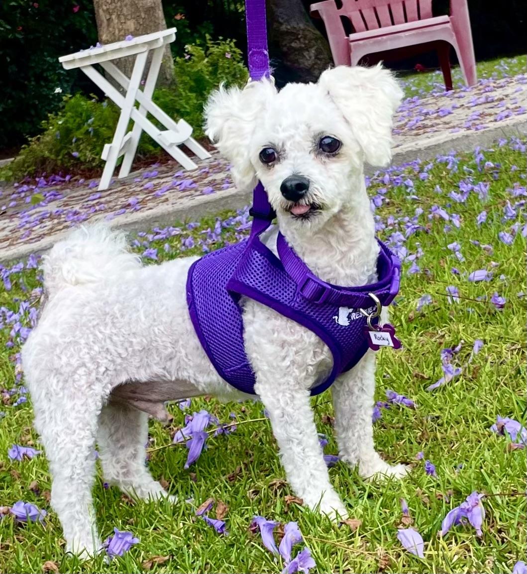 Enlarge Rocky #549, a Adopted Bichon Frise in Placentia, CA image 5/6