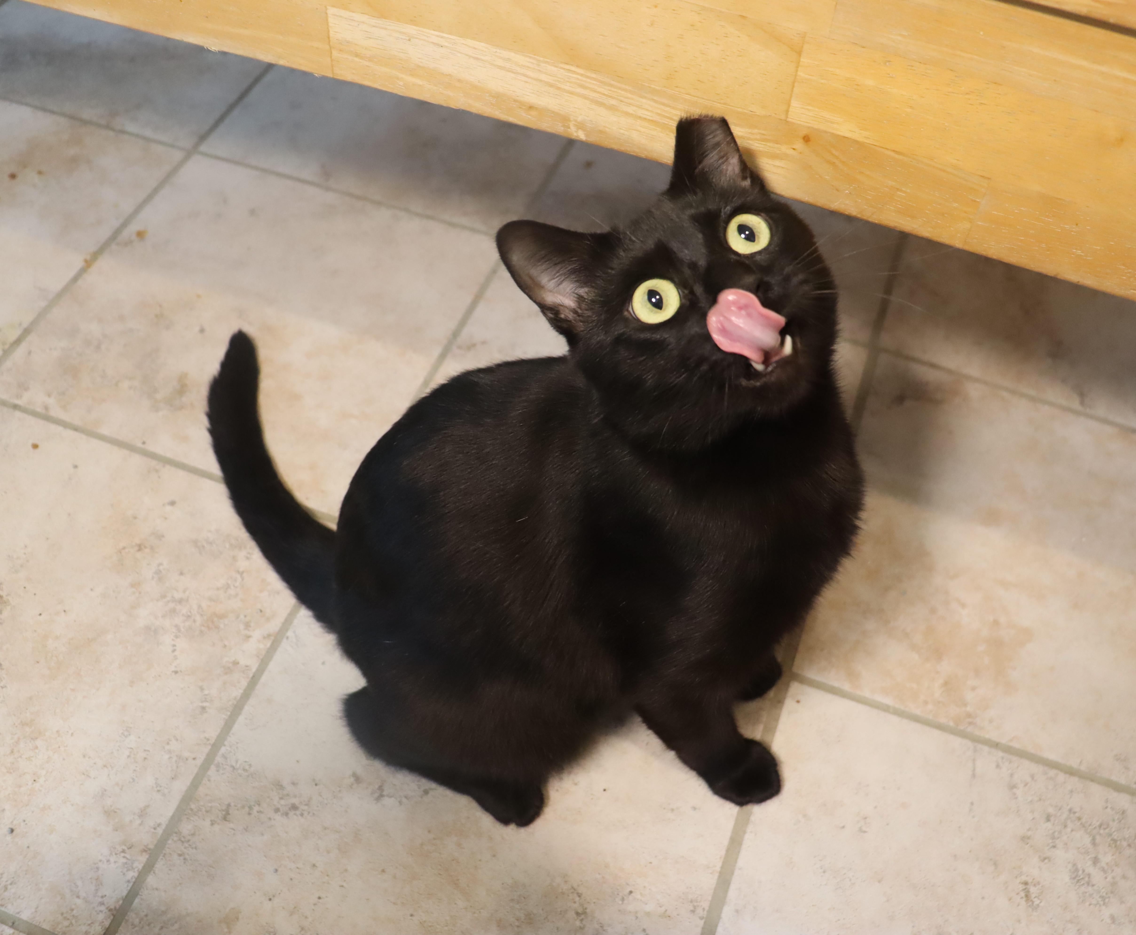 Enlarge Floyd - Total Character - VERY OUTGOING, a ADOPTABLE Domestic Short Hair in League City, TX image 3/6