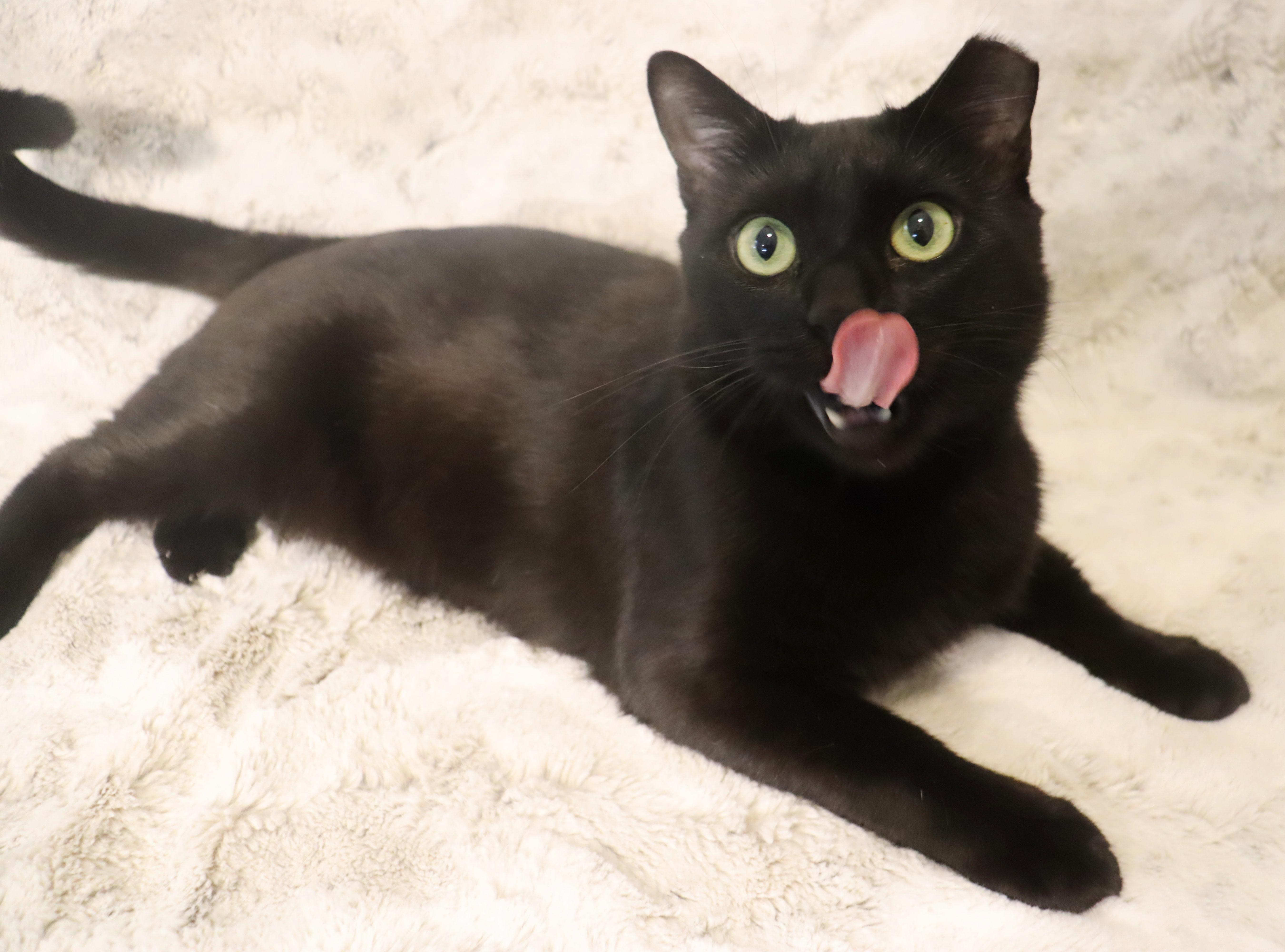 Enlarge Floyd - Total Character - VERY OUTGOING, a ADOPTABLE Domestic Short Hair in League City, TX image 5/6