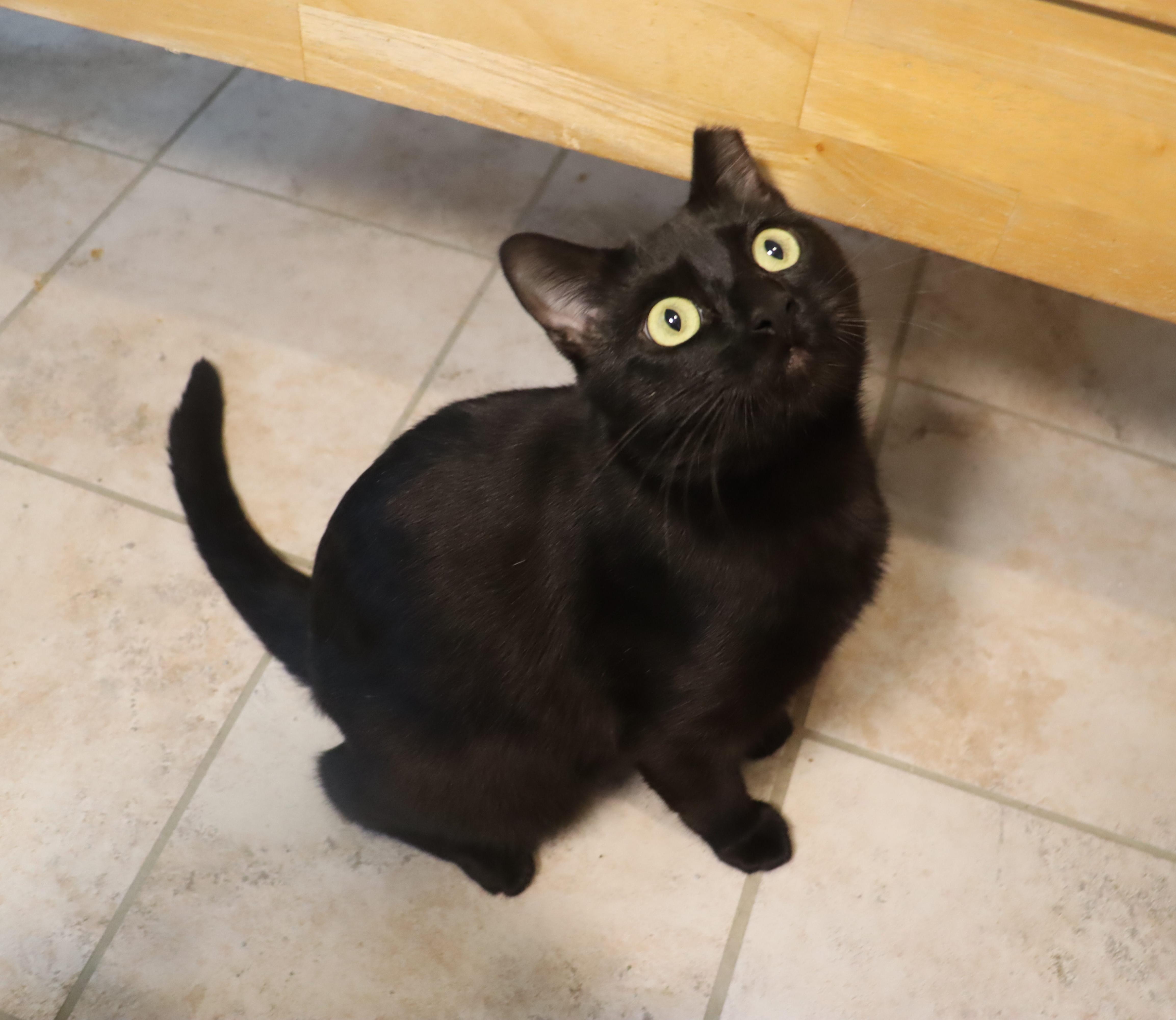 Enlarge Floyd - Total Character - VERY OUTGOING, a ADOPTABLE Domestic Short Hair in League City, TX image 6/6