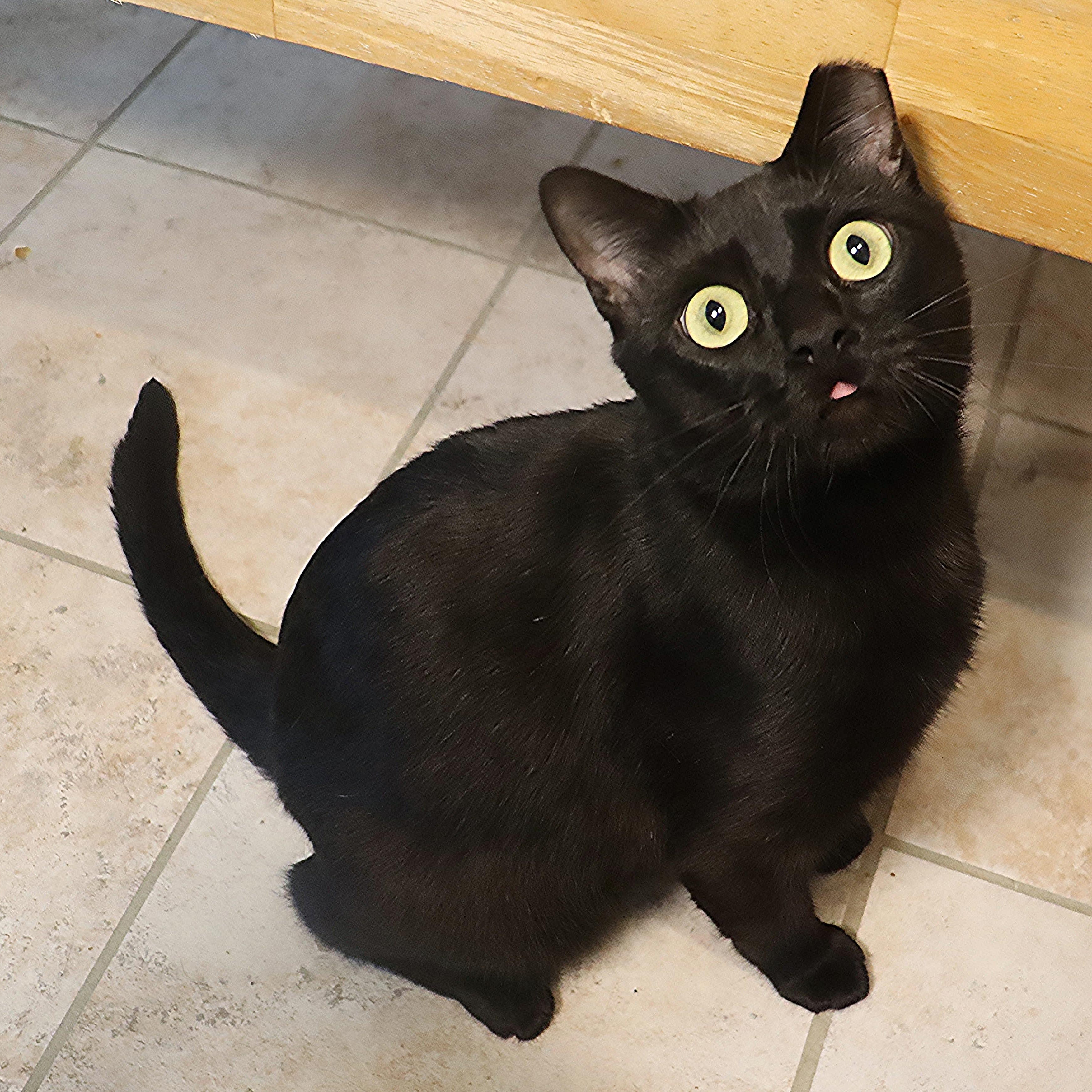 Enlarge Floyd - Total Character - VERY OUTGOING, a ADOPTABLE Domestic Short Hair in League City, TX image 1/6