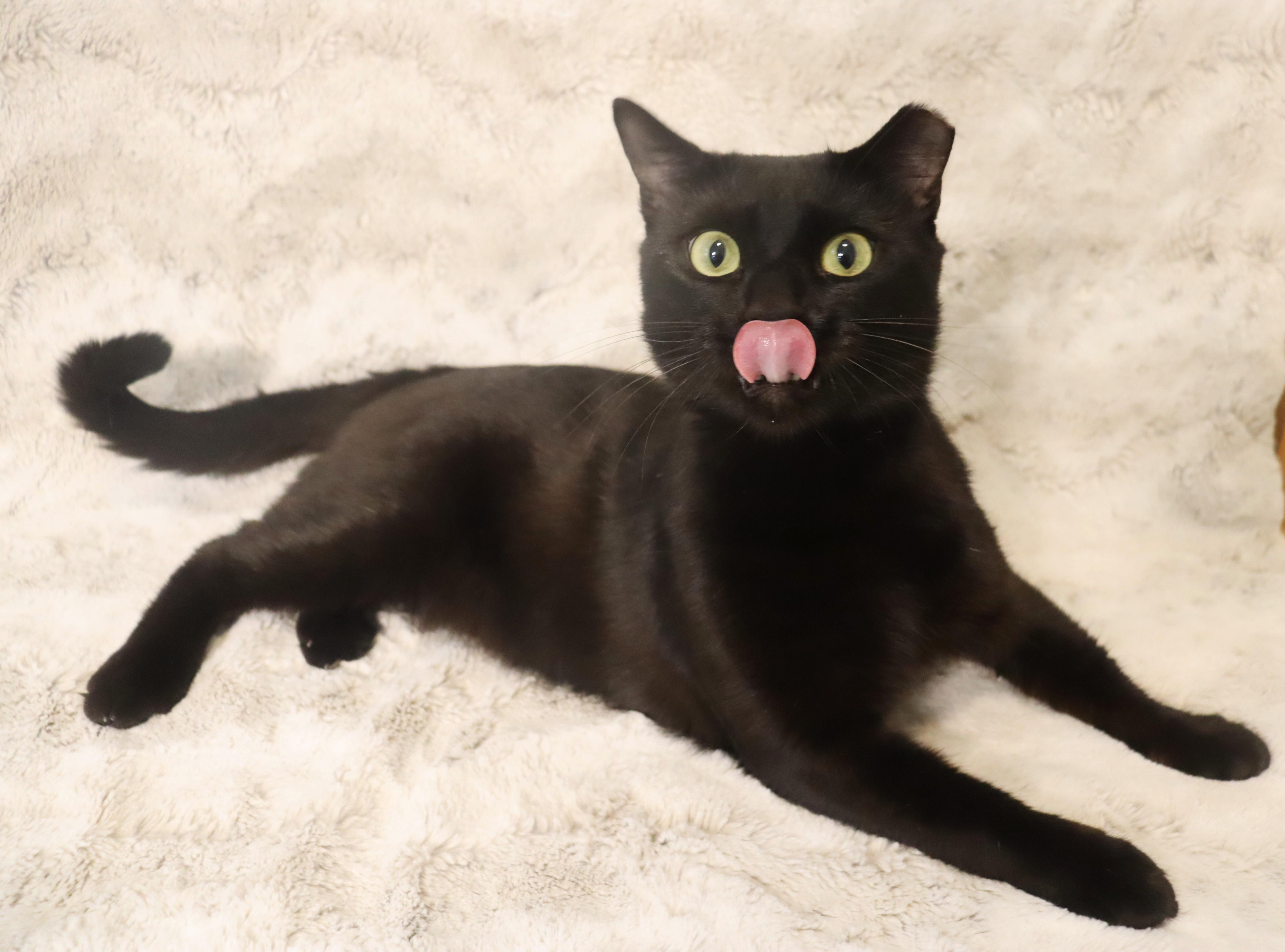 Enlarge Floyd - Total Character - VERY OUTGOING, a ADOPTABLE Domestic Short Hair in League City, TX image 2/6