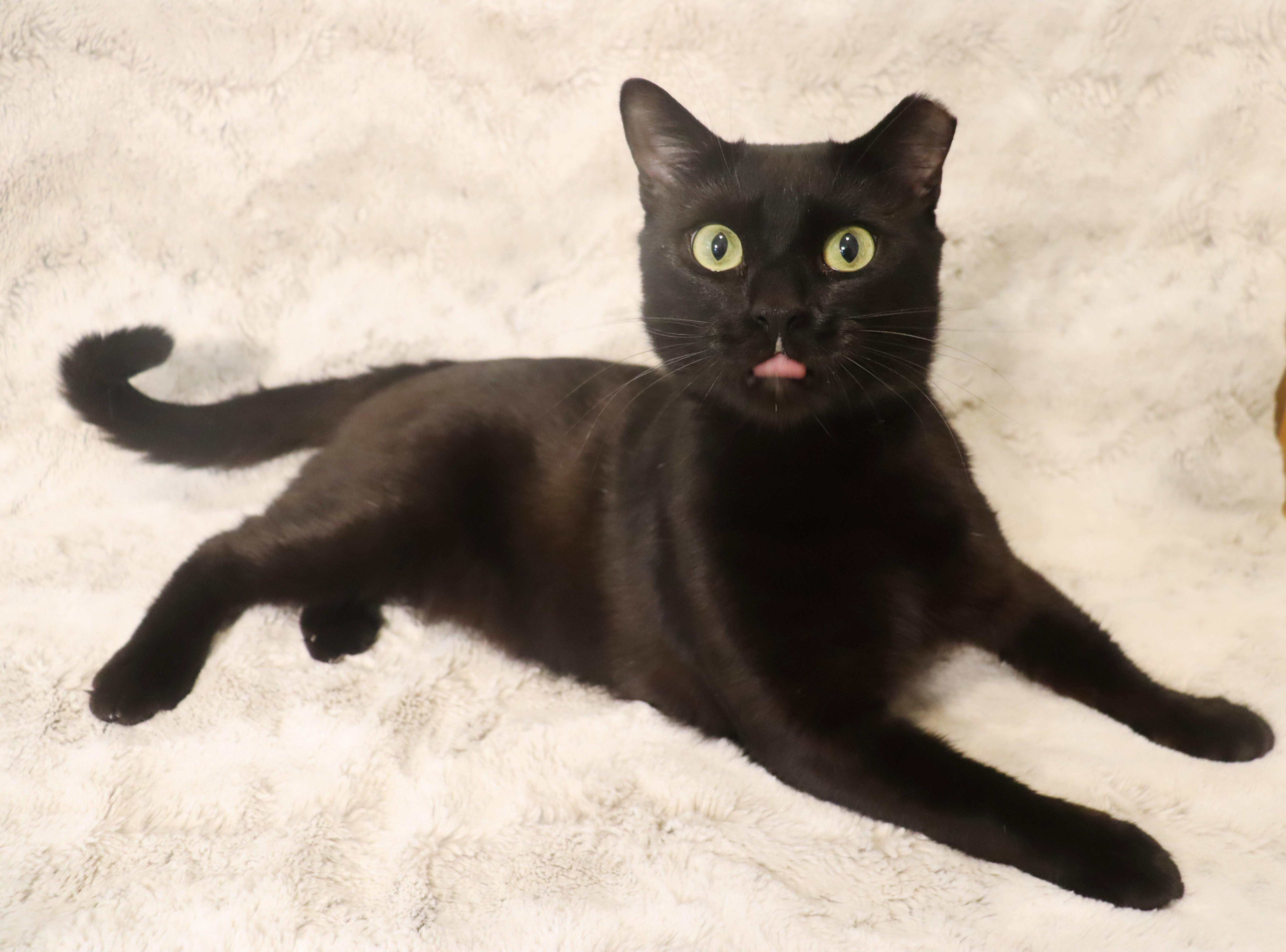 Enlarge Floyd - Total Character - VERY OUTGOING, a ADOPTABLE Domestic Short Hair in League City, TX image 4/6