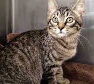 SPARROW, a Adoptable Domestic Short Hair in Vacaville, CA image 1/2