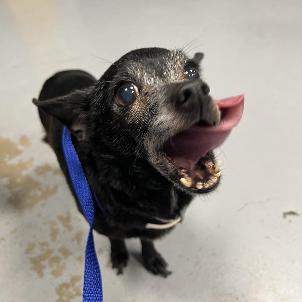 Daisy, Adoptable, Senior Female Chihuahua.
