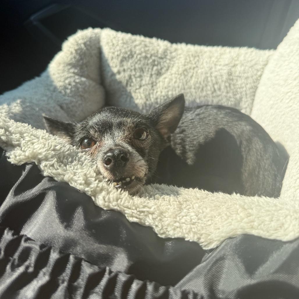 Daisy, a Adoptable Chihuahua in West Chester, PA image 2/6