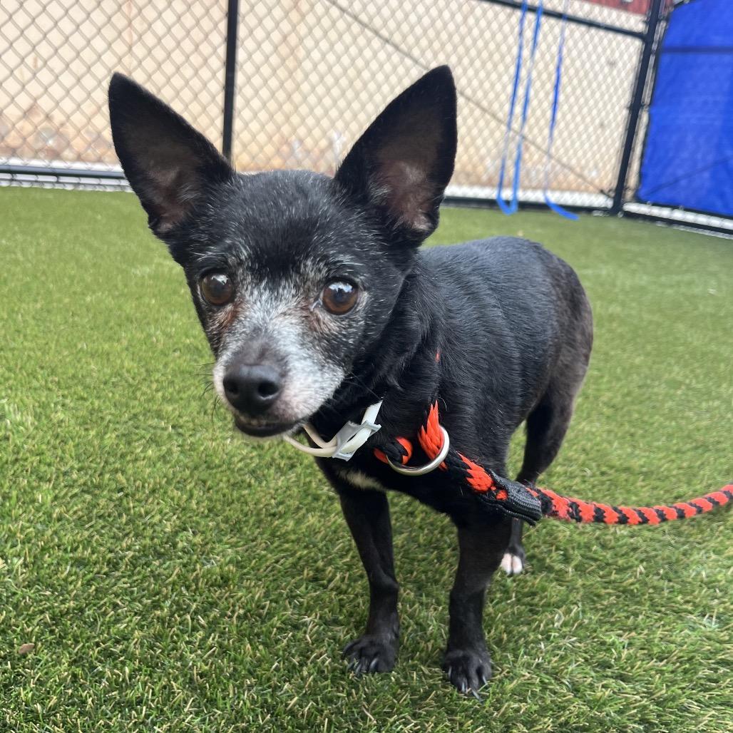 Daisy, a Adoptable Chihuahua in West Chester, PA image 3/6