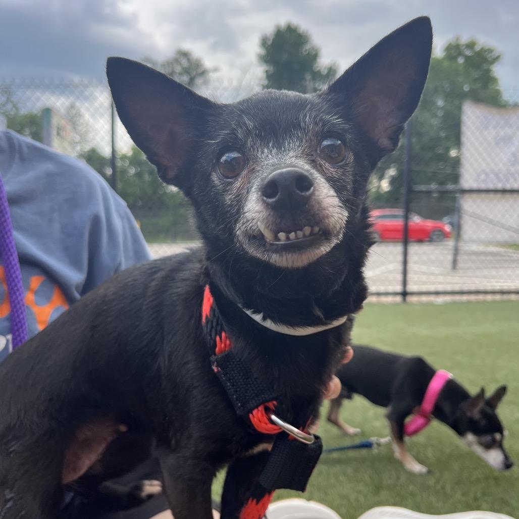 Daisy, a Adoptable Chihuahua in West Chester, PA image 4/6